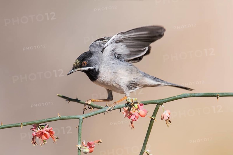 Rüppell's Warbler (Sylvia ruppeli) male, Eilat, Israel