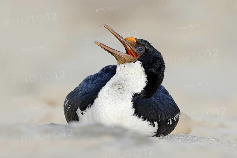 Open bill. Portrait sea bird Imperial Shag. Detail of black and white cormorant with blue eye, Falkland Islands. Head with open bill, cormorant from sea. Water bird. Detail portrait, beautiful bird