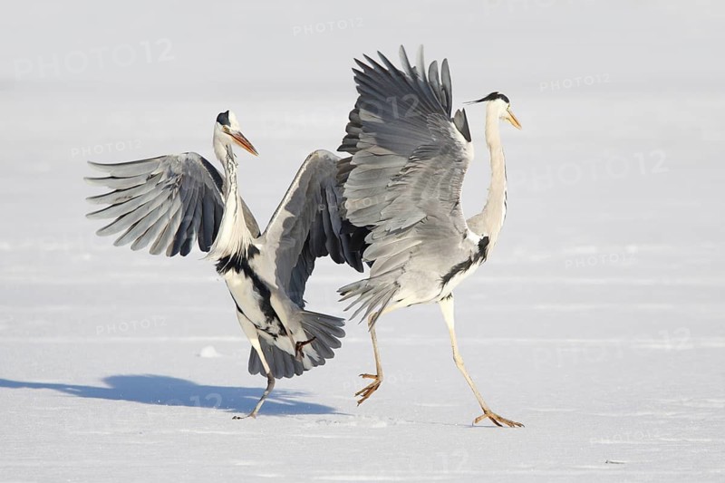 Grey Heron (Ardea cinerea) flying, Germany