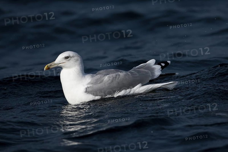 Caspian Gull (Larus cachinnans), North Sea, Germany