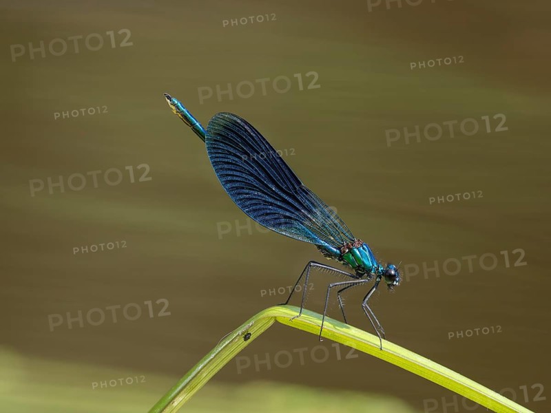 Banded demoiselle (Calopteryx splendens), sitting on a stalk, Saale River, Germany