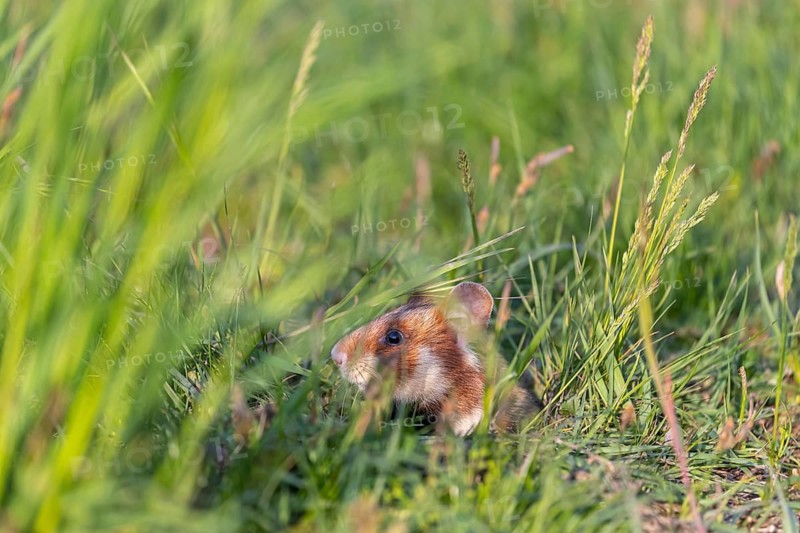 One European hamster (Cricetus cricetus), Eurasian hamster, black-bellied hamster or common hamster, looking out of his den between fresh green grass in sweet late light