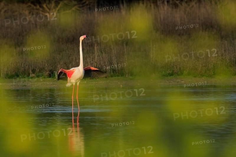 European Flamingo (Phoenicopterus roseus), Laguna de Fuente de Piedra, Spain