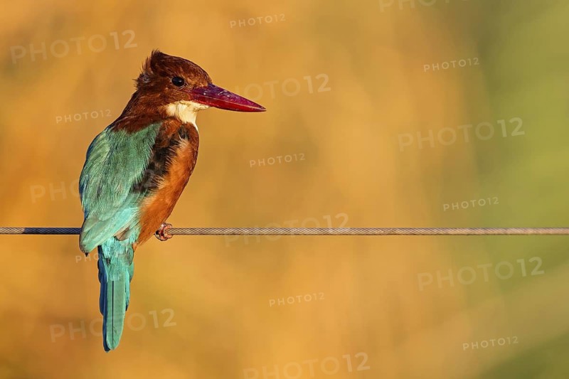 Brown kingfisher, (Halcyon smyrnensis), kingfisher, animals, birds, kingfisher family, Lahavot HaBashan Fish Ponds, Hula Valley, Northern District, Israel