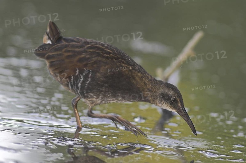Virginia Rail (Rallus limicola), Ontario, Canada