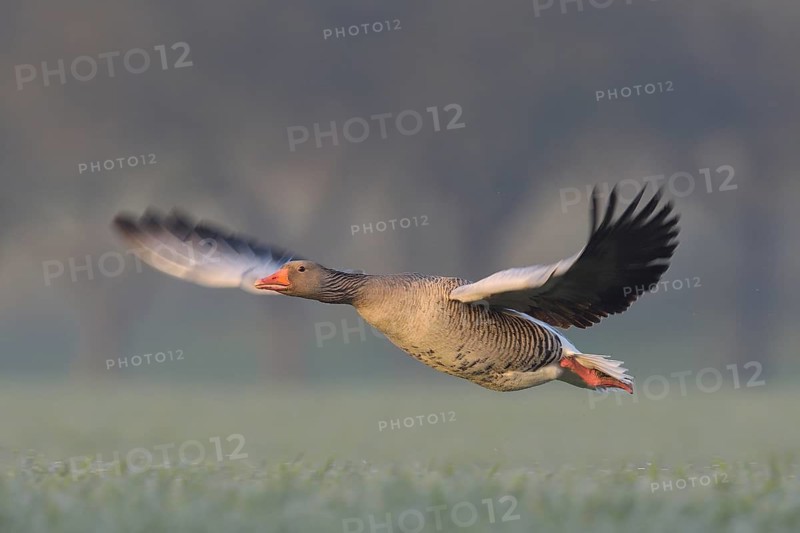 Graugans (Anser anser) Greylag Goose