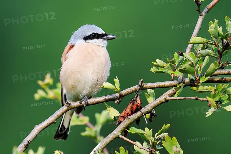 Red-backed shrike (Lanius collurio), male, North Rhine-Westphalia, Germany