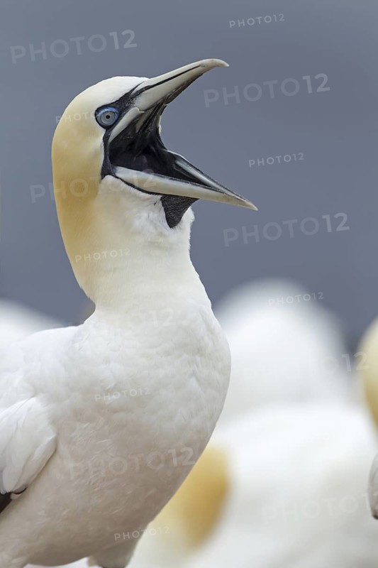 Northern Gannet (Morus bassanus) calling, Schleswig-Holstein, Germany