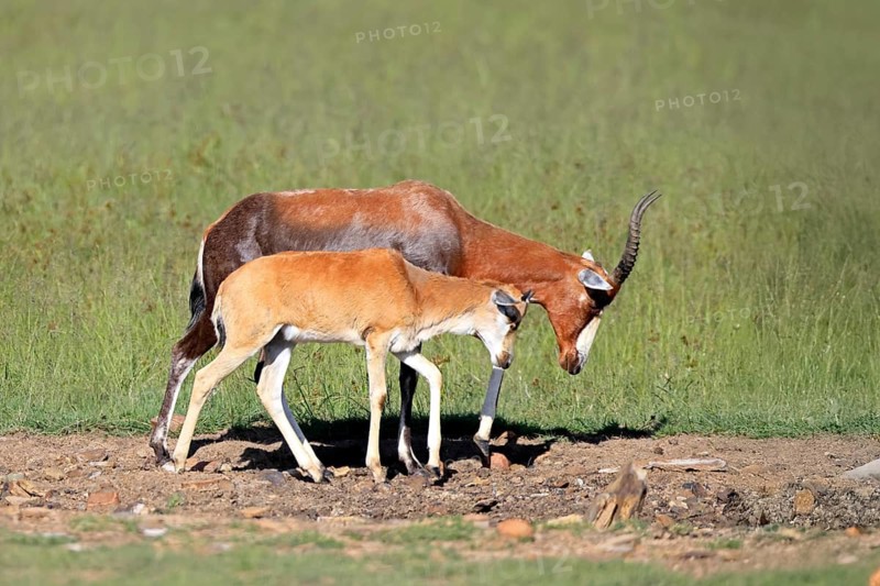 Bontebok (Damaliscus pygargus), adult, juvenile, Mountain Zebra NP, Eastern Cape, South Africa, Africa, Germany