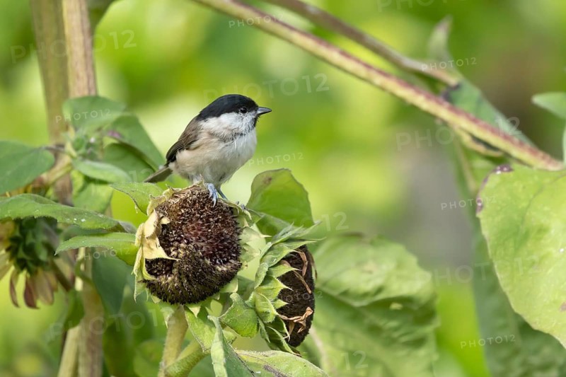 Marsh tit (Poecile palustris) adult bird on a garden sunflower plant seedhead in summer, England, United Kingdom