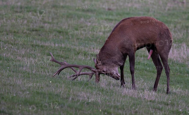Red deer in rut, Reckerscheid, Eifel, Germany
