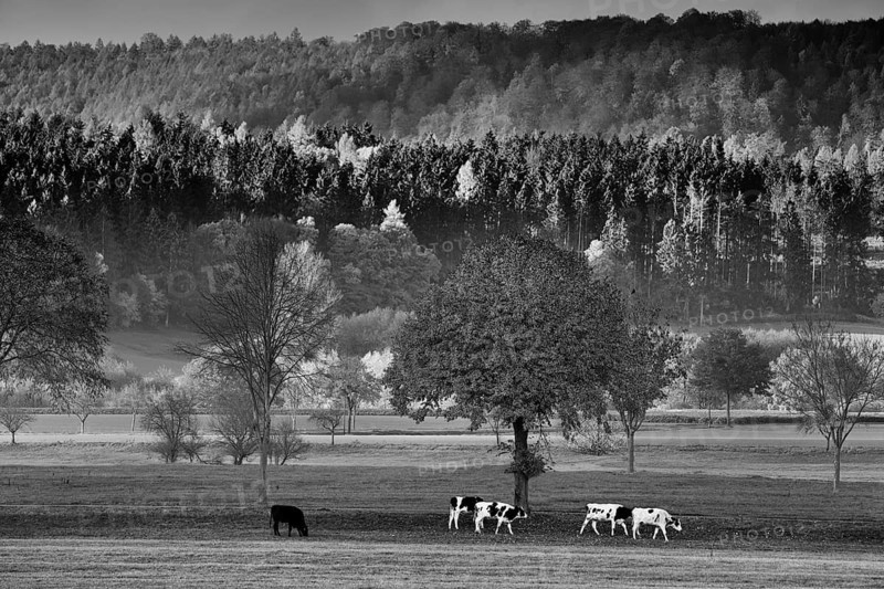 View of Solling forest, Weser River, Lower Saxony, Germany