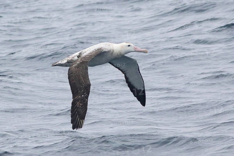 Wandering Albatross (Diomedea exulans) flying, Victoria, Australia