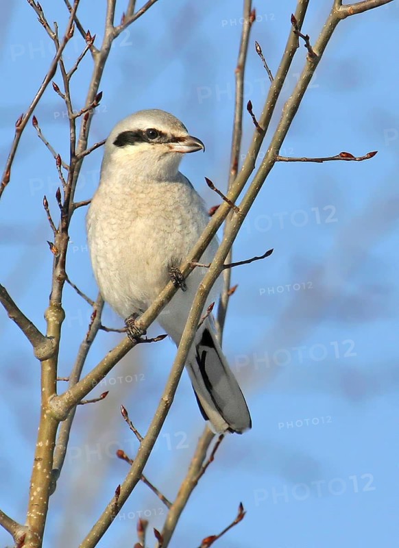 Northern Shrike, Lanius excubitor perched in Saskatoon, Saskatchewan in winter