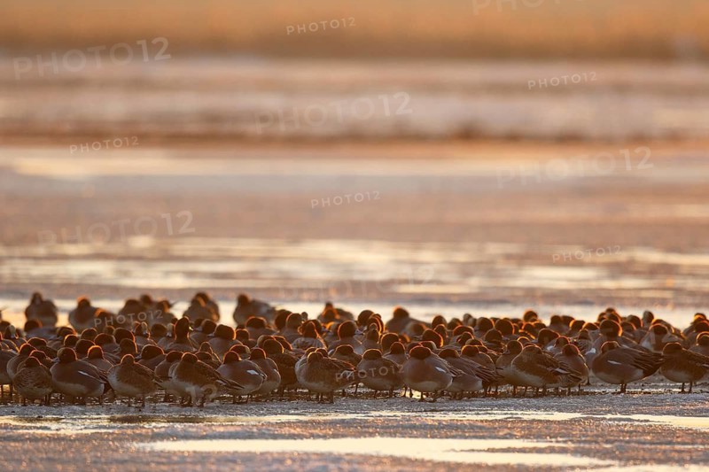 Eurasian Wigeon (Mareca penelope) roosting group, Netherlands