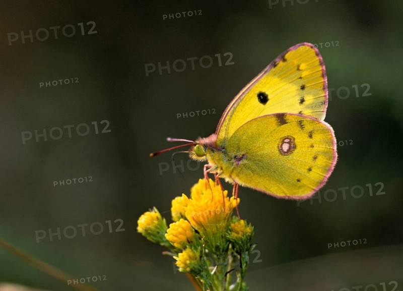 Berger's clouded yellow, colias alfacariensis, horseshoe clover haybutterfly, butterfly, insects, butterfly, butterflies, butterflies