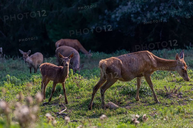 One Red Deer fawn (Cervus elaphus) standing on a green meadow. A dark forest in the background