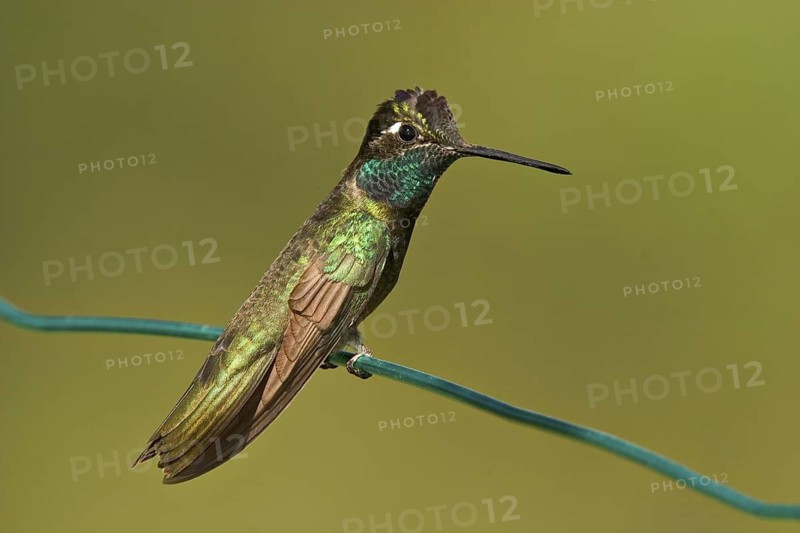 Rivoli's Hummingbird Eugenes fulgens Chiricahua Mountains, Cochise County, ARIZONA, United States 6 June Adult Male Trochilidae