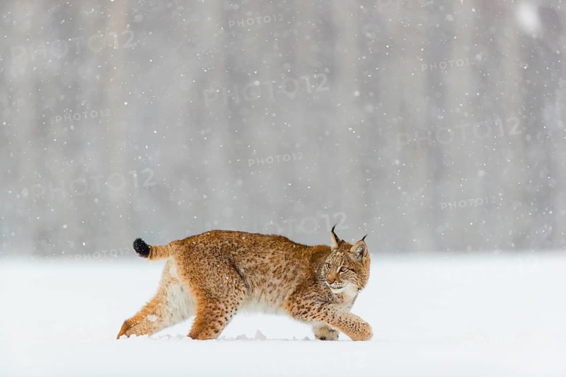 One young male Eurasian lynx, (Lynx lynx), walking over a deep snow covered meadow with a forest in the background