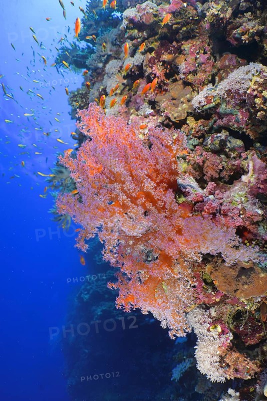 Hemprich's Tree Coral (Dendronephthya hemprichi)