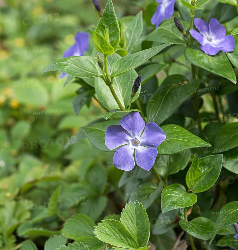 Bigleaf Periwinkle (Vinca major), Treptower Park, Germany