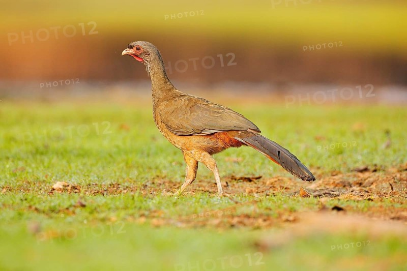 Chaco Chachalaca, Ortalis canicollis, bird with open bill, walking in the green grass, Pantanal, Brazil. Bird in nature habitat. Guan, wildlife Brazil, wild bird in forest. Chachalaca in habitat
