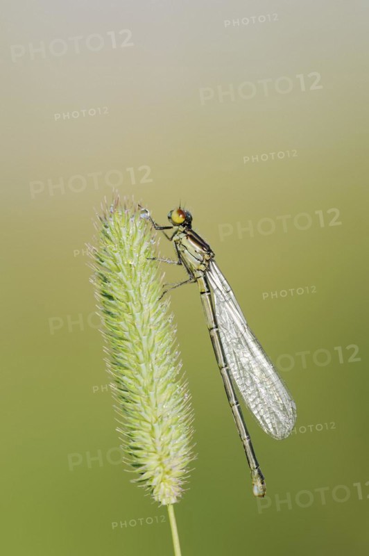 Small red-eyed damselfly (Erythromma viridulum), female, North Rhine-Westphalia, Germany