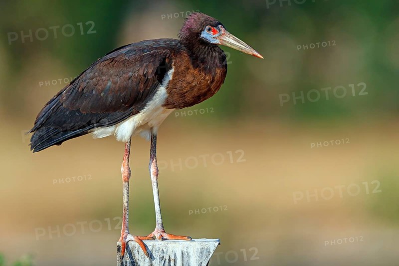 Abdim's stork, rain stork, Abdim, (Ciconia abdimii), African stork species, family of storks, Raysut Water Treatment Plant, Salalah, Dhofar, Oman