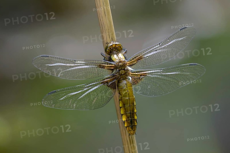 Broad-Bodied Chaser, Libellula Depressa, Flatbelly, Anisoptera, Dragonflies, Insects, Dragonflies, Odonata, Hatching, Hatching