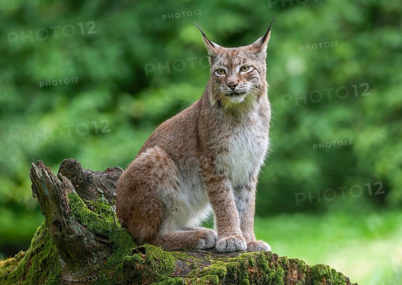 Eurasian lynx (Lynx lynx) sitting on an old tree trunk, captive, Germany
