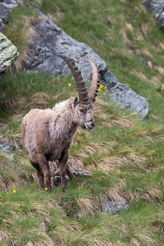 One adult ibex (Capra ibex) standing on a steep green meadow, on 2500 m sea level in the Hohe Tauern National Park