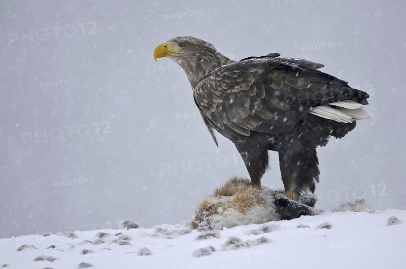 White-tailed Eagle (Haliaeetus albicilla), Norway