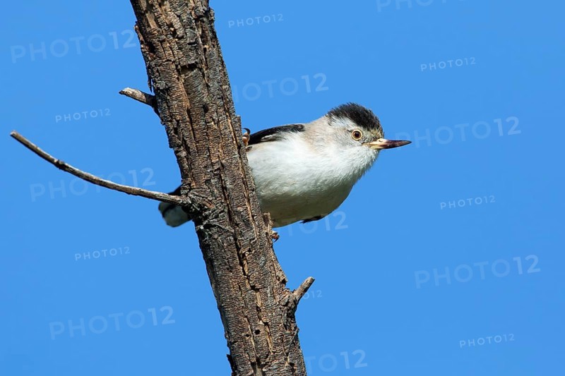 Varied Sittella (Daphoenositta chrysoptera pileata) female, Victoria, Australia
