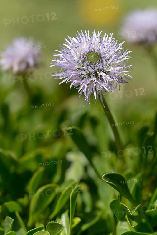 Globularia cordifolia, heart-leaved globe daisy, heart-leafed globular flower, flora, high size, portrait, globular flower, plants