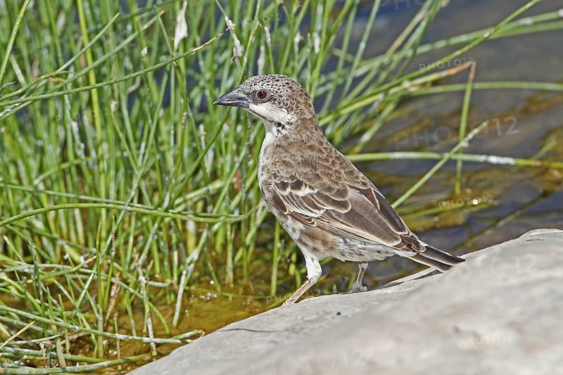 Donaldson Smith's Sparrow-Weaver (Plocepasser donaldsoni), Samburu, Kenya