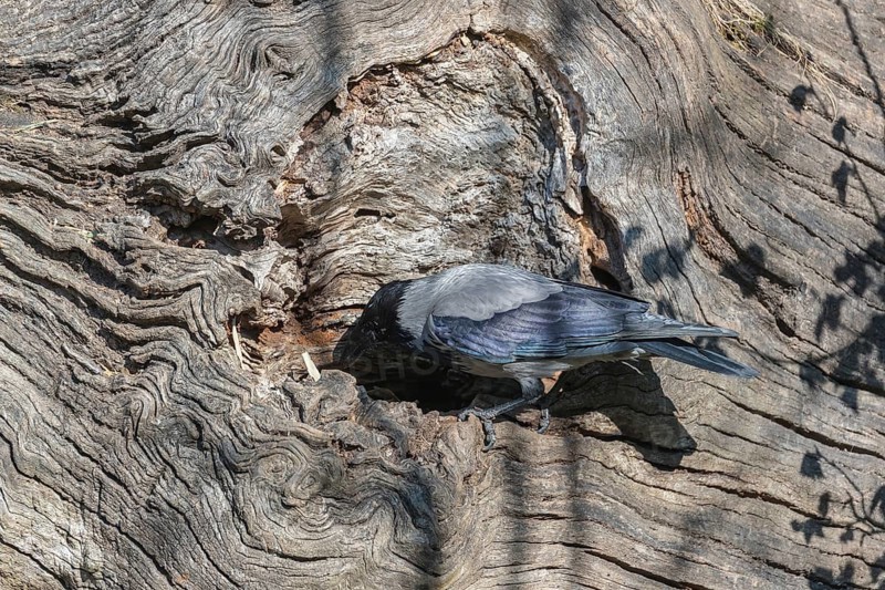 One hooded crow (Corvus cornix), picking for food in the bark of a tree in bright sunlight