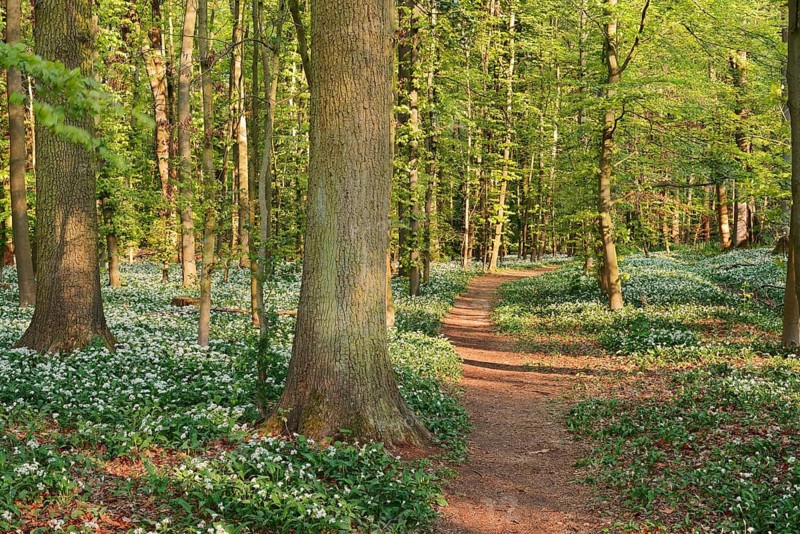 Wild garlic (Allium ursinum) in bloom and a footpath in a deciduous forest, North Rhine-Westphalia, Germany