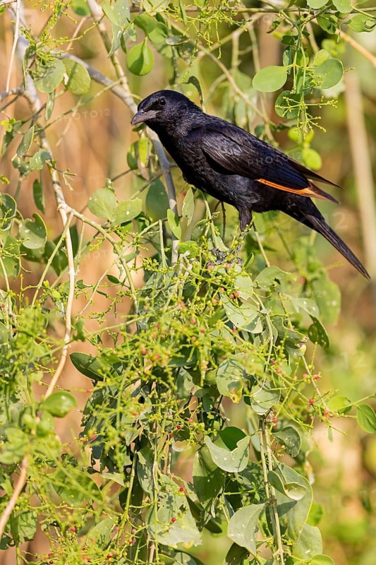 Tristram's starling, (Onychognathus tristram) i, Rufipenne de Tristram, biotope, habitat, foraging, animals, birds, starling, starlings, Israel