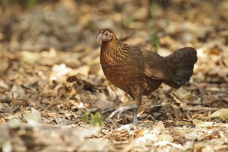 Red Junglefowl (Gallus gallus) female, Thailand