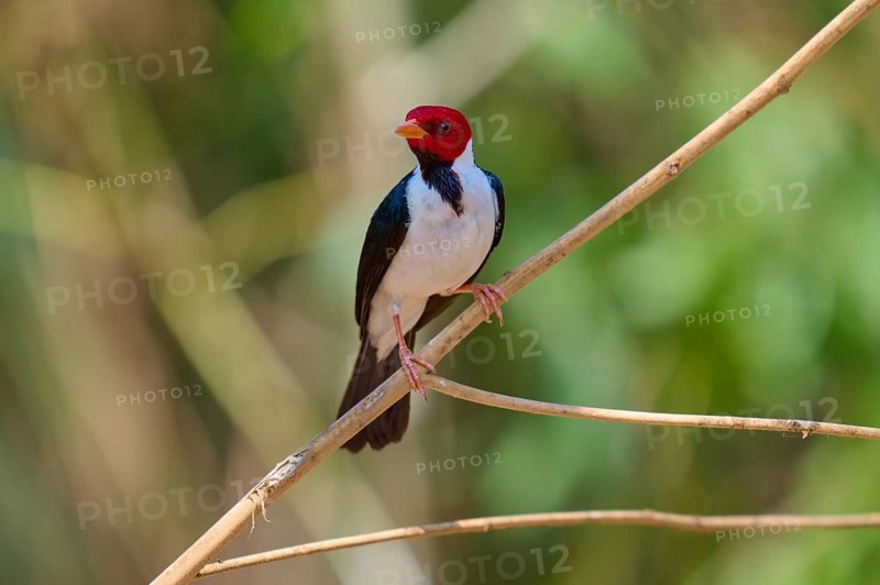 Bird with bright red head on a thin branch, background blurred, Black-throated Cardinal (Paroaria gularis), Pantanal, Mato Grosso, Brazil