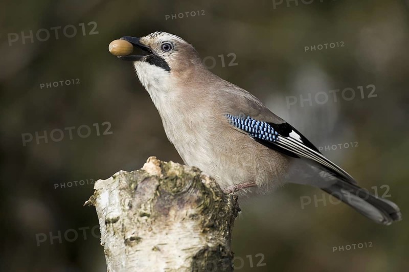 Eurasian Jay (Garrulus glandarius), Lower Saxony, Germany