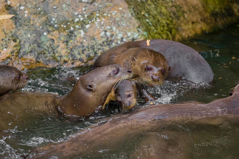 An adult giant otter or giant river otter (Pteronura brasiliensis) swims in a small river carrying a 2-month-old young around in its mouth. They are accompanied by other adult otters of the pack