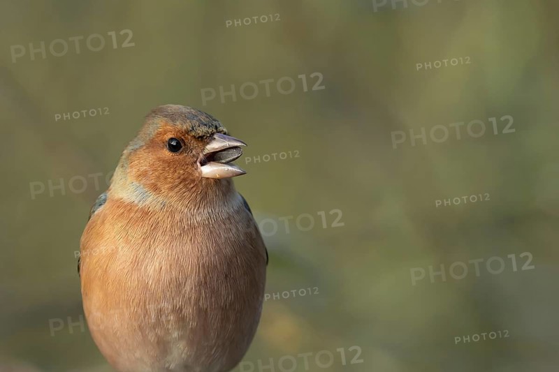 Eurasian chaffinch (Fringilla coelebs) adult male garden bird feeding on a sunflower seed, Suffolk, England, United Kingdom
