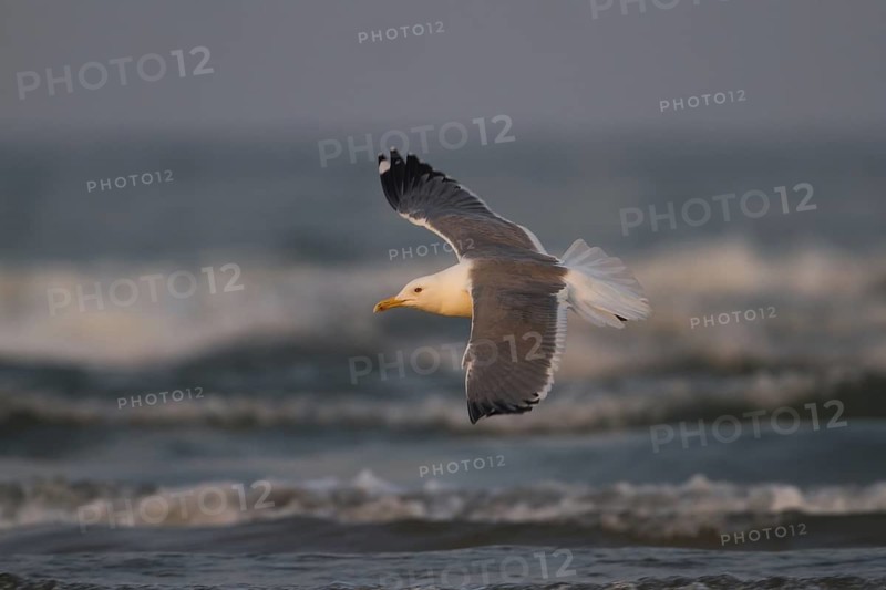 Baraba Gull (Larus fuscus barabensis) flying, Oman