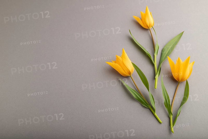 Orange tulip flowers on gray pastel background. side view, copy space, still life. Beauty, spring, summer concept