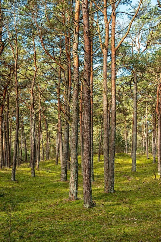 Pine tree forest, planted to stop a sand drift during the 19th century in Ystad, Skåne county, Sweden, Scandinavia