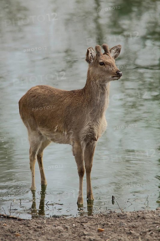Dybowski deer (Cervus nippon dybowskii), water, bank, captive