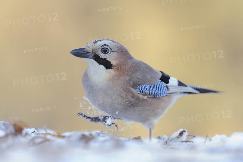Eurasian Jay (Garrulus glandarius), Schleswig-Holstein, Germany