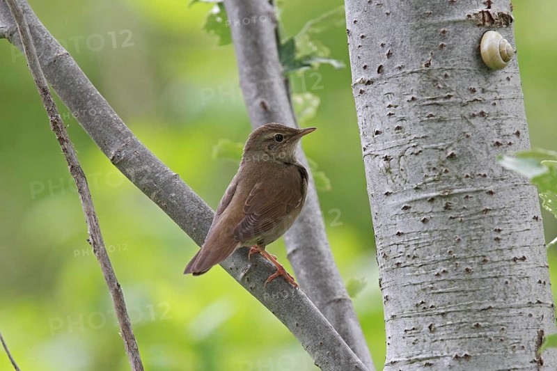 River Warbler (Locustella fluviatilis) male, Lower Saxony, Germany