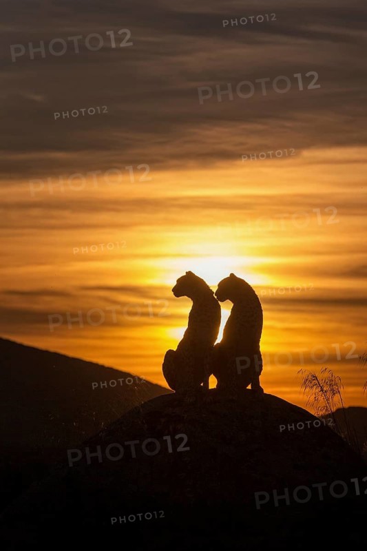 Cheetah (Acinonyx jubatus) captive, two females in sunset, Castile-La Mancha, Spain